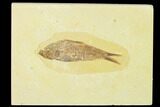Detailed Fossil Fish (Knightia) - Wyoming #155496-1